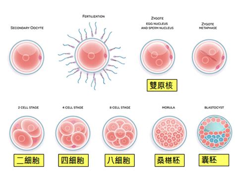 胚胎發育順序|胚胎發育